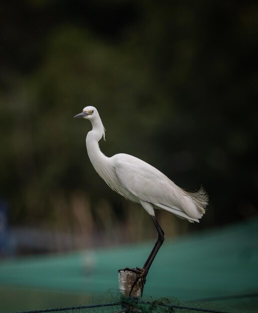 Egretta garzetta ritratto animale da vicino