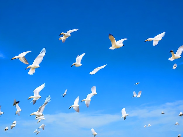 Egretta gazette uccelli che volano in fila nel cielo