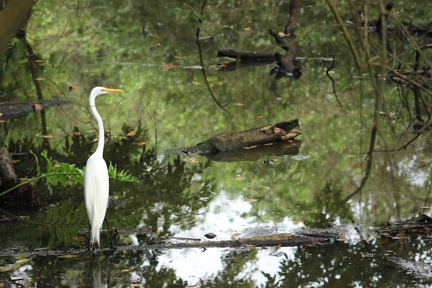 Egretta per lago