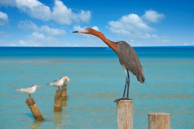 Egretta rufescens o uccello dell&#39;airone di Egret rossastro