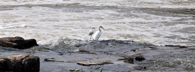 Egrette che pescano nel fiume