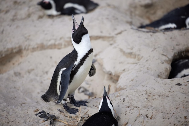 Ehi ragazzi ascoltate Inquadratura di pinguini appollaiati su una roccia a Boulders Beach a Cape Town in Sud Africa