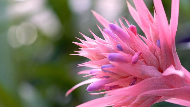 Ehmeya fiore primo piano rosa blu