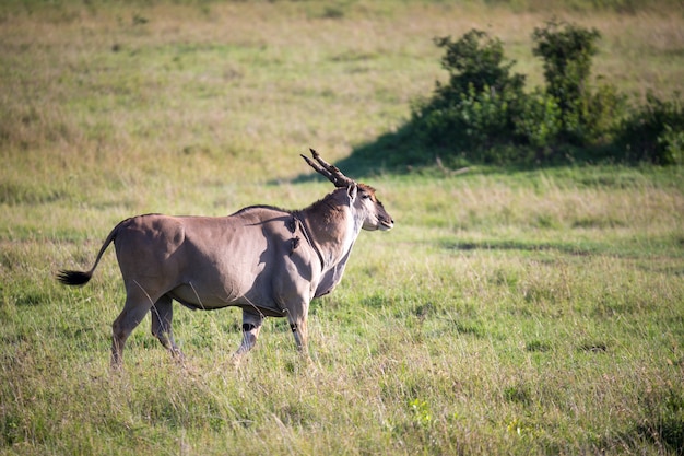 Eland, la più grande antilope, in un prato nella savana