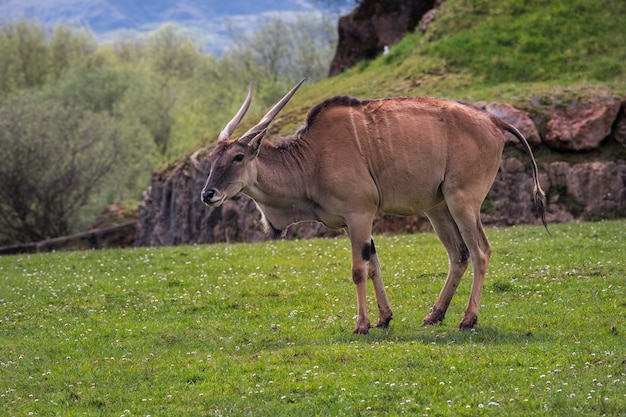 Eland (Taurotragus oryx),