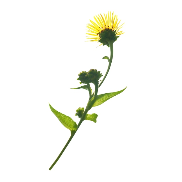 Elecampanel (Inula helenium) isolato su sfondo bianco