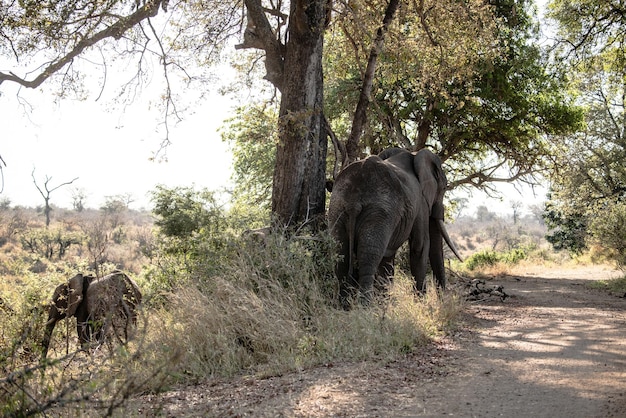 Elefant africano adulto con bambino Loxodonta africana