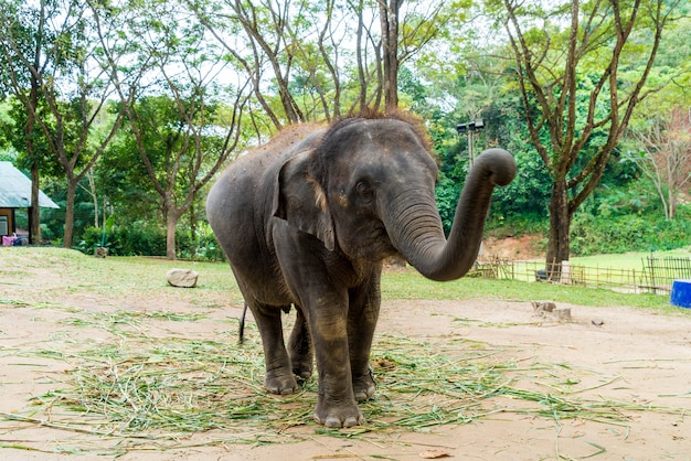 elefante a Chiang Mai, in Thailandia