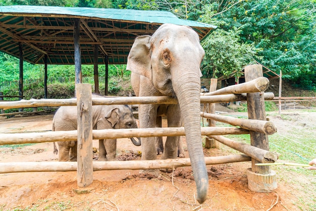 elefante a Chiang Mai, Thailandia