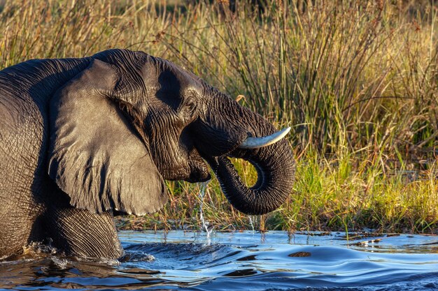 Elefante africano Botswana Africa