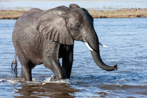 Elefante africano Botswana Africa