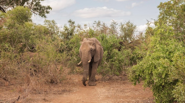 Elefante africano dalla parte anteriore guardando la telecamera nel Parco Nazionale di Kruguer