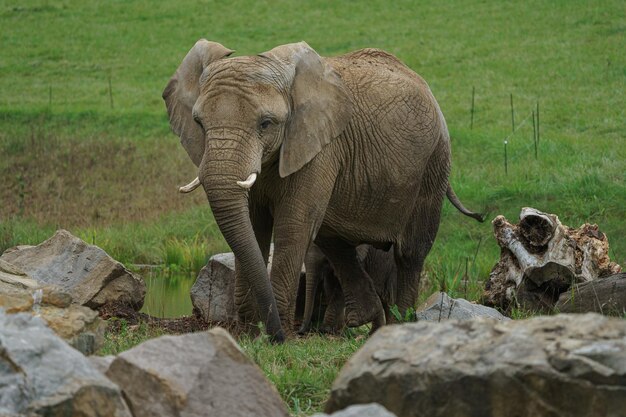 Elefante africano di bosco