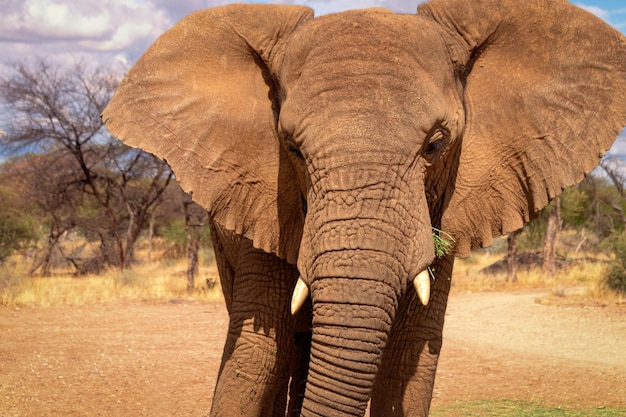Elefante africano di Bush nella prateria del Parco Nazionale di Etosha Namibia