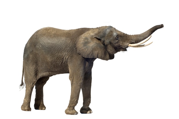 Elefante africano isolato