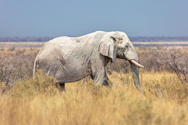 Elefante africano (Loxodonta africana), il Parco Nazionale di Etosha, Namibia.