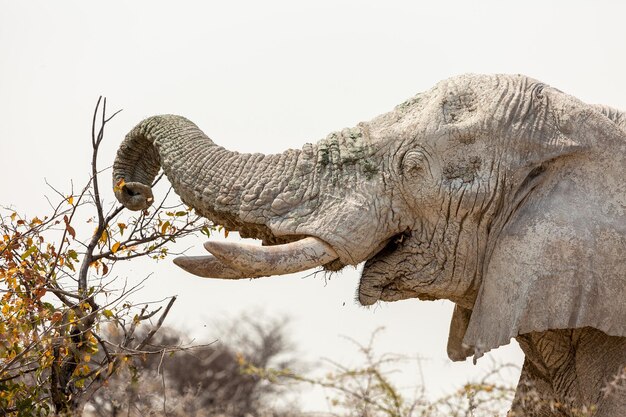 Elefante africano Loxodonta africana Parco nazionale di Etosha Namibia