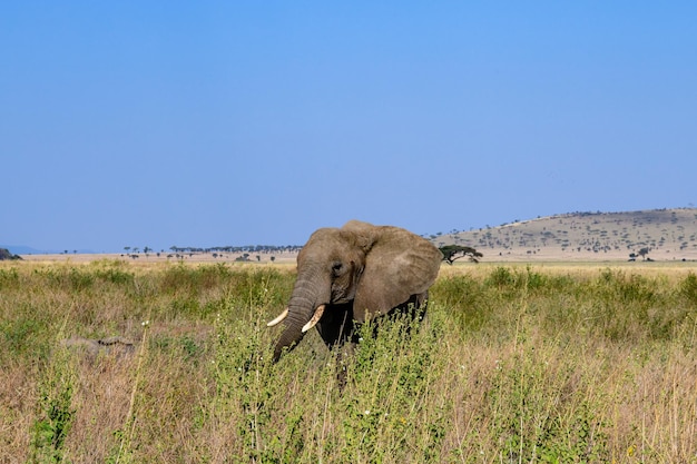 Elefante africano (Loxodonta) presso il Parco Nazionale del Serengeti, Tanzania. Foto della fauna selvatica