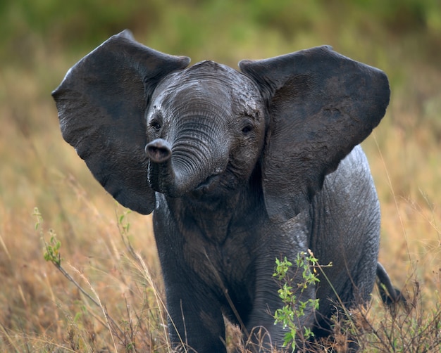 Elefante africano nel parco nazionale di serengeti