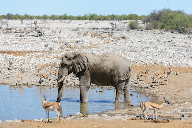 Elefante africano selvaggio sul waterhole nella savanna