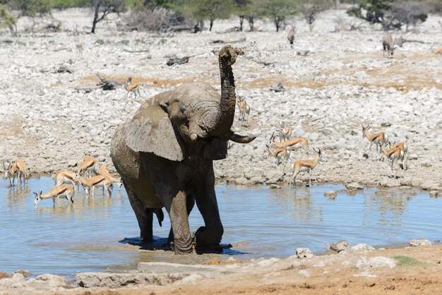 Elefante africano selvaggio sul waterhole nella savanna