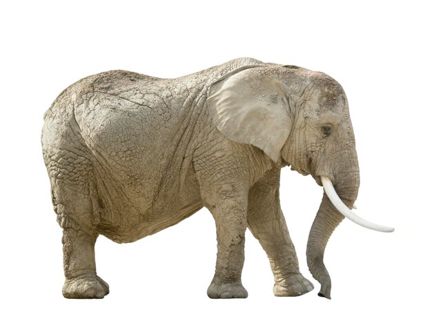 elefante africano