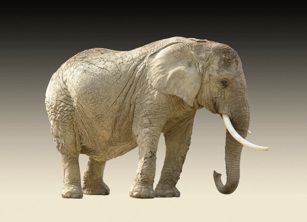 elefante africano