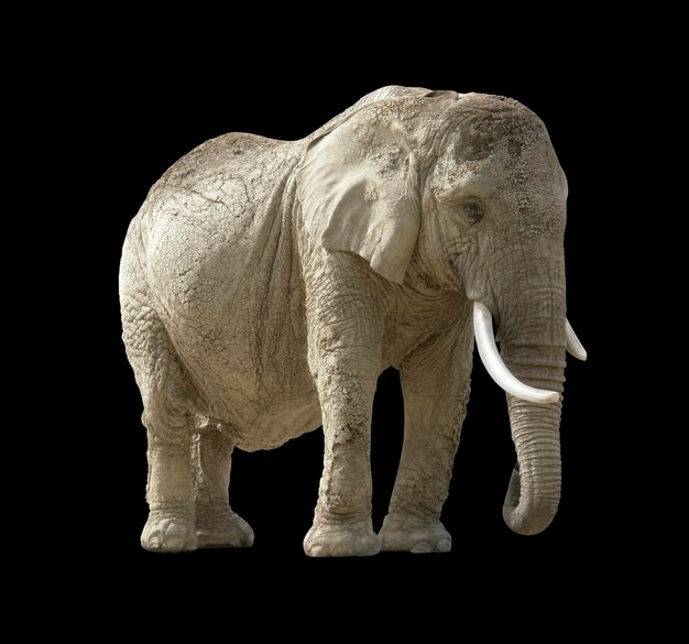 elefante africano