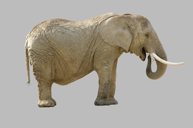 elefante africano