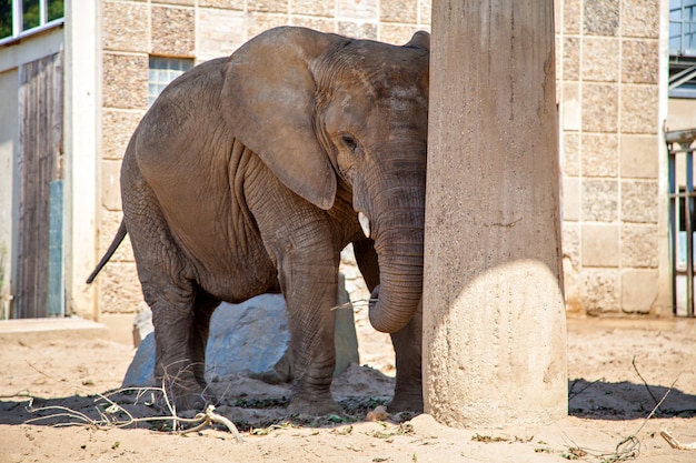 Elefante allo zoo, in Germania