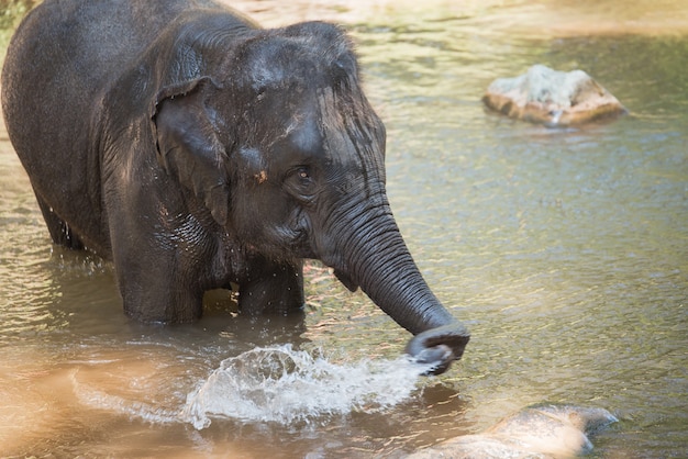 Elefante allo zoo