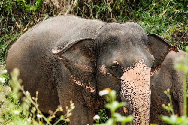 Elefante asia nella foresta