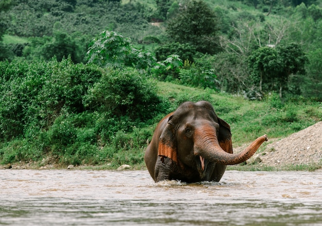 Elefante asiatico in una natura alla foresta profonda in Tailandia