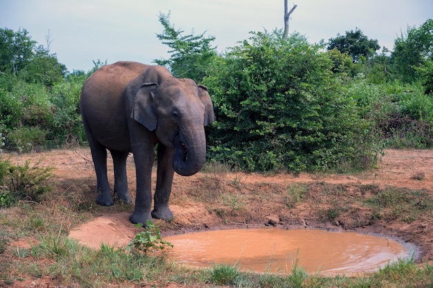 Elefante asiatico o elephas maximus nella giungla selvaggia