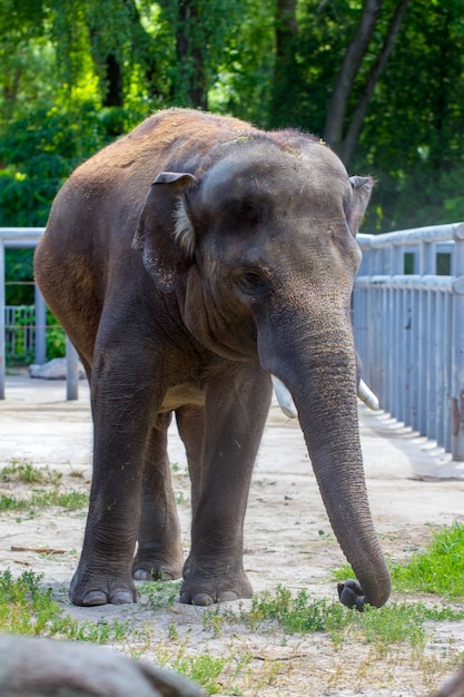 Elefante asiatico.