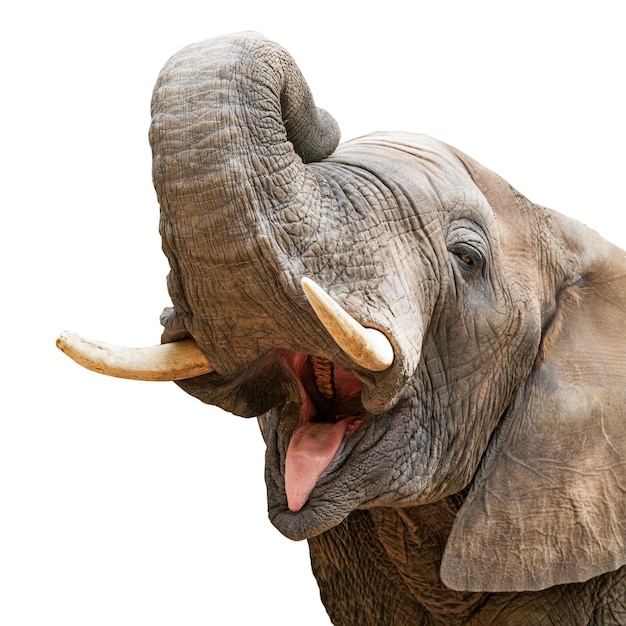 Elefante Bocca Aperta Tronco Primo Piano