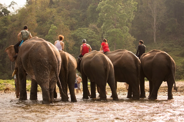 Elefante che bagna nel fiume dopo il completamento degli elefanti di addestramento.