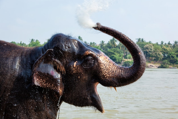 Elefante che bagna nel fiume