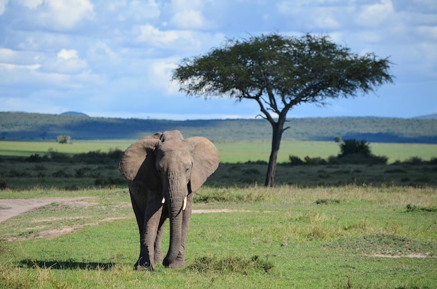 Elefante che cammina nella savana Kenya Africa