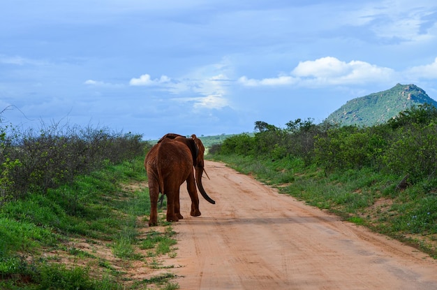 Elefante che cammina su una strada rossa nella savana nell'Africa orientale del Kenya di Tsavo