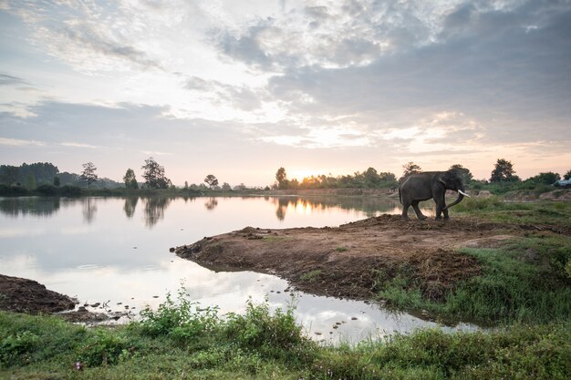 Elefante con alba Tramonto sul lago