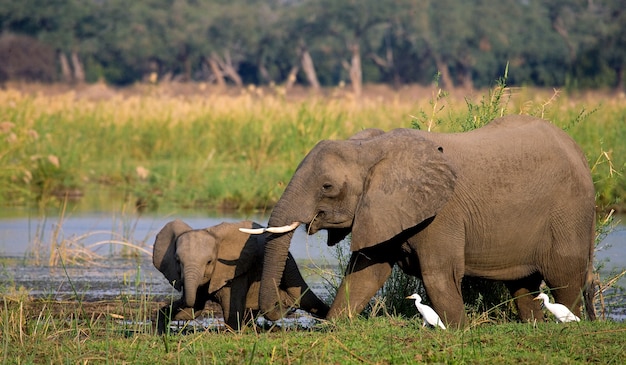 Elefante con bambino vicino al fiume Zambesi