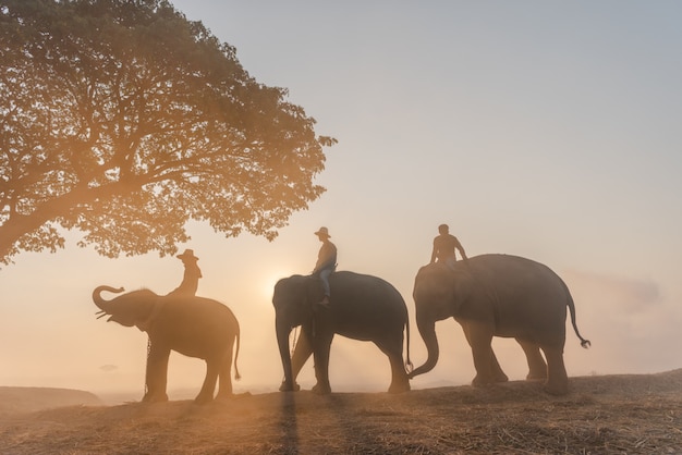 elefante con mahout nel villaggio di elefante Thailandia