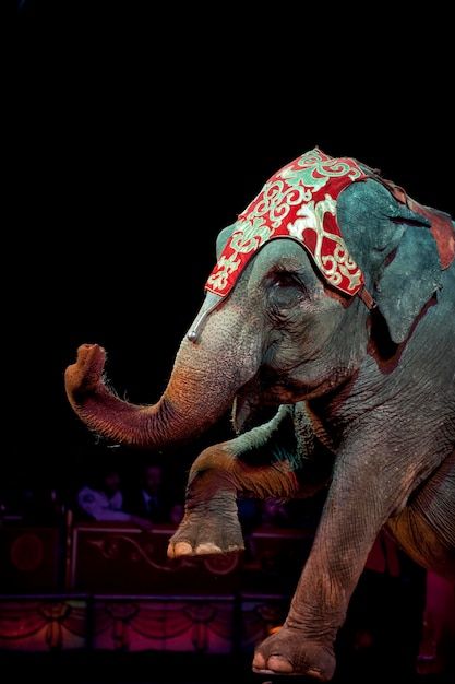 elefante da circo su sfondo nero