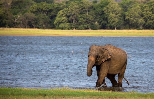 Elefante dello Sri Lanka nel Parco nazionale di Minneriya