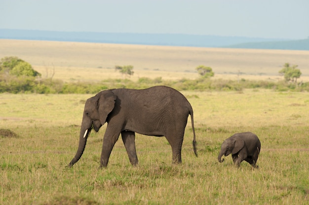 Elefante e il suo vitello nella savana