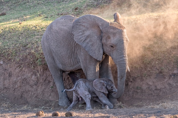 Elefante femmina e il suo bambino