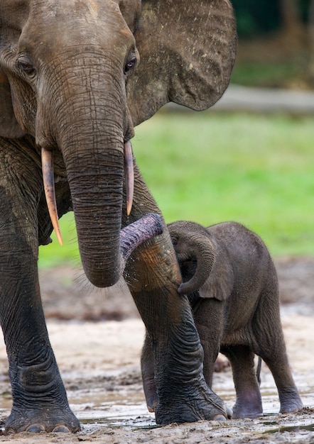 Elefante femminile con un bambino. Repubblica Centrafricana. Repubblica del Congo. Riserva Speciale Dzanga-Sangha.