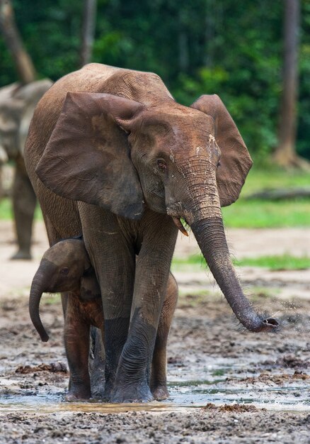 Elefante femminile con un bambino. Repubblica Centrafricana. Repubblica del Congo. Riserva Speciale Dzanga-Sangha.