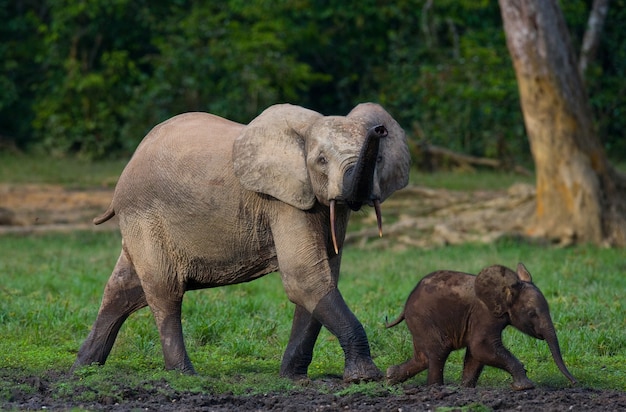 Elefante femminile con un bambino